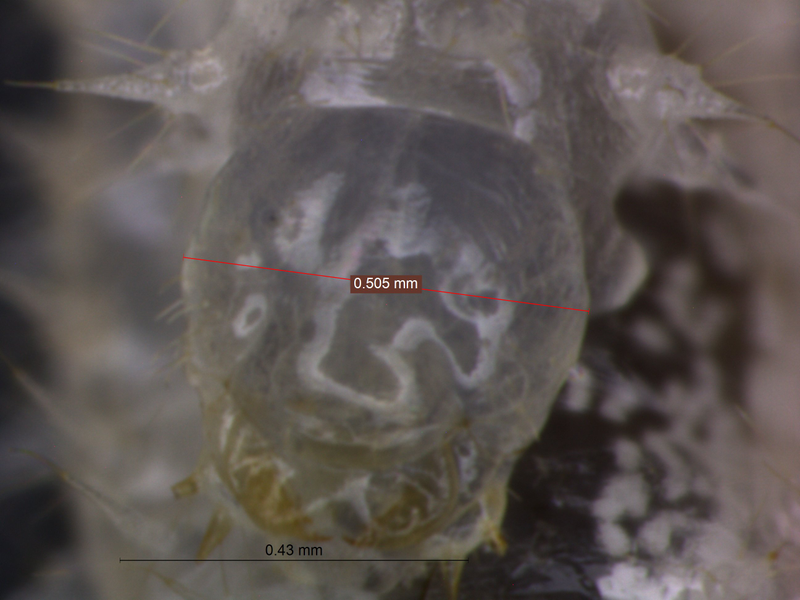 Image: Fox, E.G.P et al